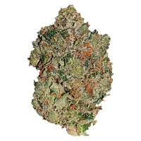 Pistol and Paris - Lindsay Og