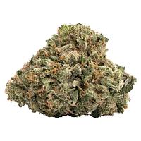 WINK - Gas Nasty (BMS x GMO) 