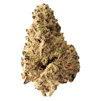 The Loud Plug - Platinum Punch