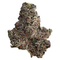 Original Dankster - Trapstar