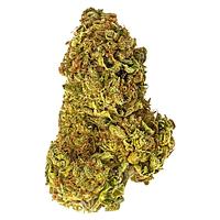 Paw't Shop - Cat Sitter