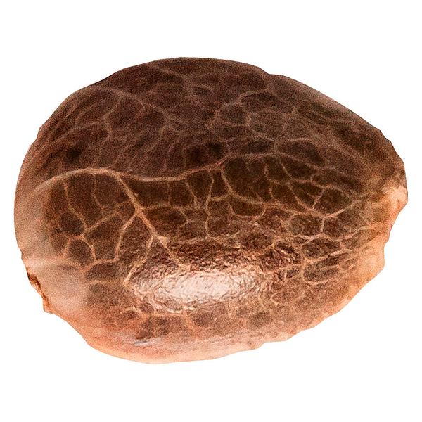 34 Street Seed Co. - Apple Cobbler