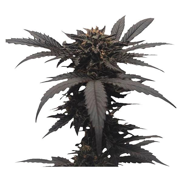 34 Street Seed Co. - Chocolate Kush