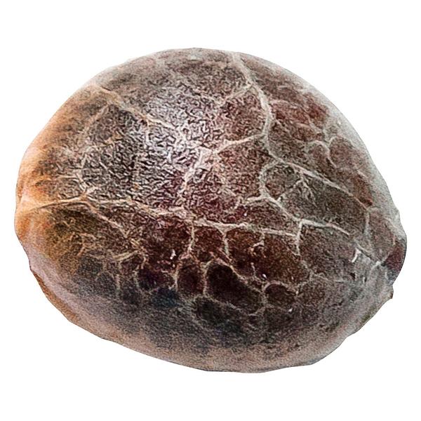 34 Street Seed Co. - Chocolope