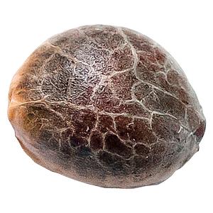 34 Street Seed Co. - Chocolope