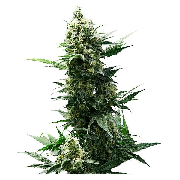 34 Street Seed Co. - Chocolope