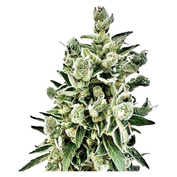CBD Vault - Pure CBD Gorilla Citrus Photo Feminized