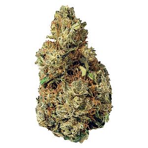 Terp Town Collective - Resting Gas Face