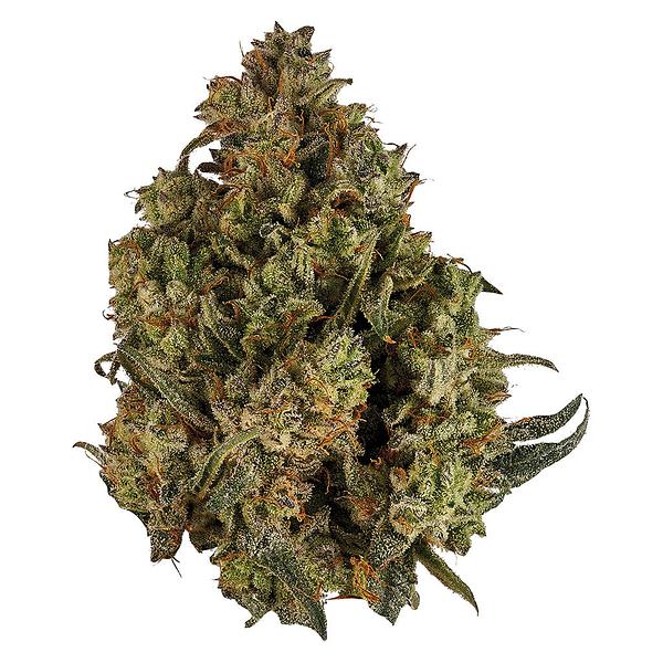 Orchid CBD - Cbd Runtz