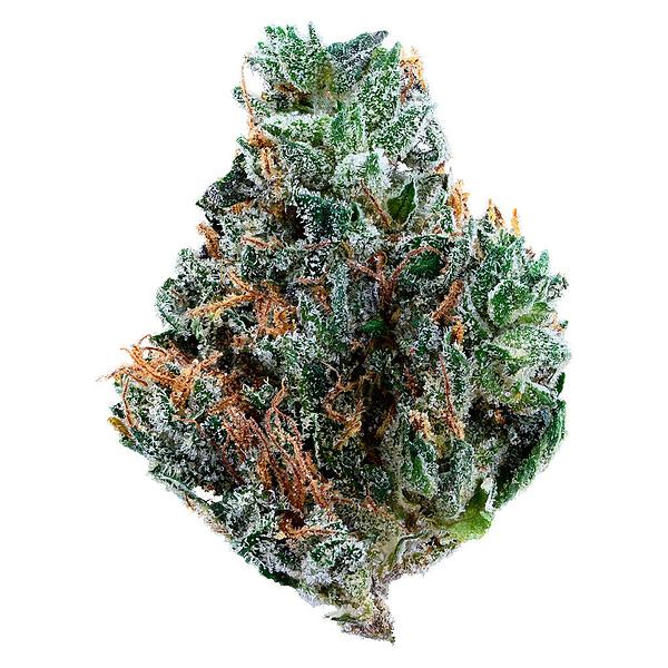 Tribal - Gelato Mint