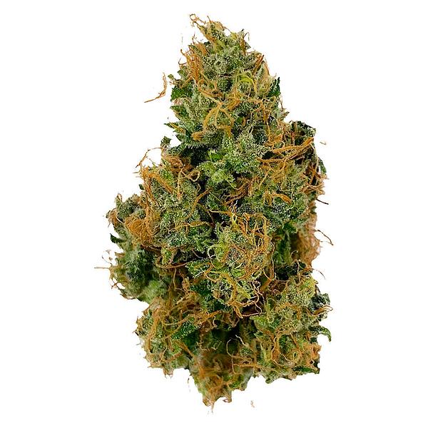 Bullrider - Afghani Bullrider