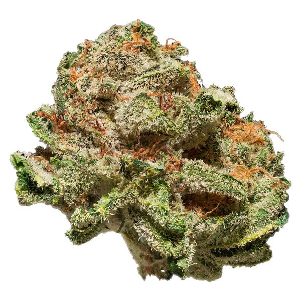 Seeker - Terp N'Tine