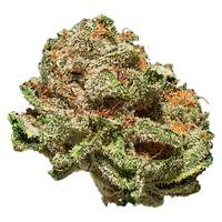 Seeker - Terp N'Tine