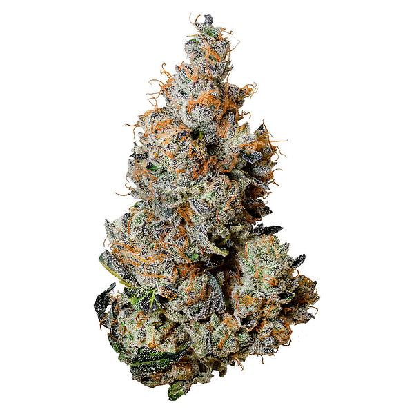 Tribal - Triple Burger