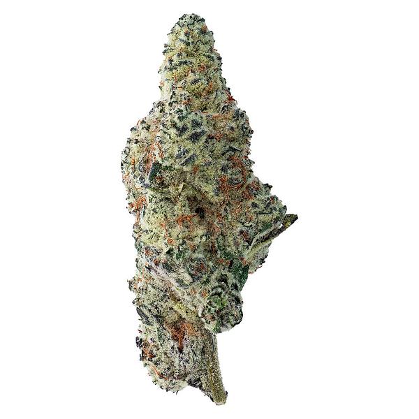 The Loud Plug - Tropicana Cookies