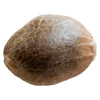 34 Street Seed Co. - Bubba Cheese