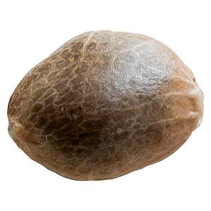 34 Street Seed Co. - Bubba Cheese