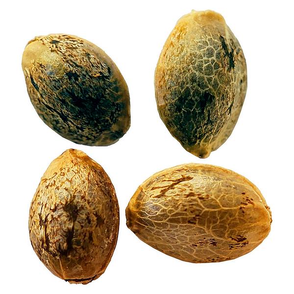 Weathered Islands Craft Cannabis - Cannabis Cup Autoflower Feminized Seed Multi pack